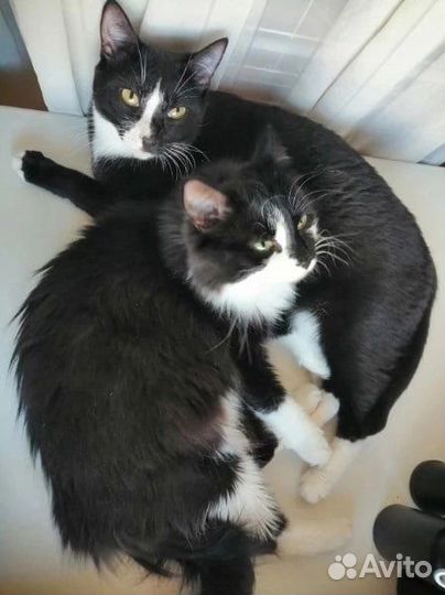 Кошечки-сестрички