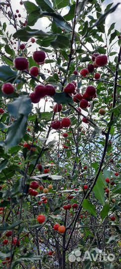 Саженцы вишни 