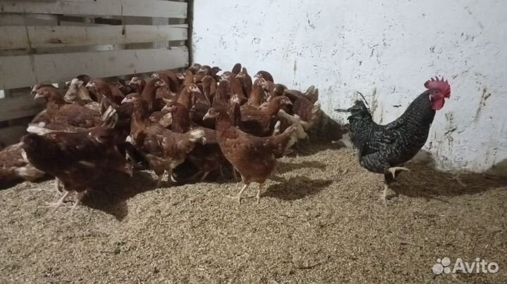 Куры молодки несушки