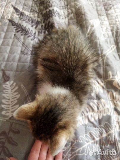 Котёнок /девочка