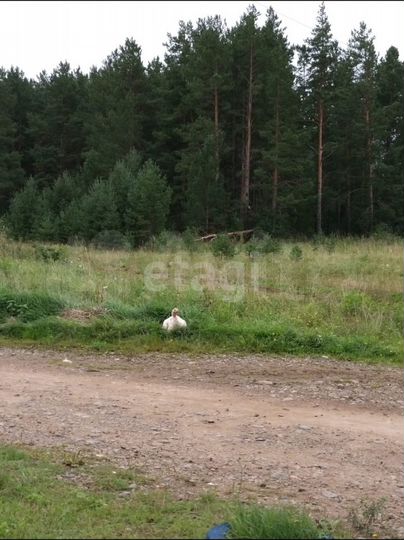 Участок 20 сот. (ИЖС)