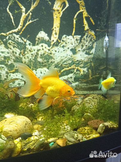 Золотая рыбка