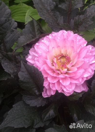 Георгины Канны