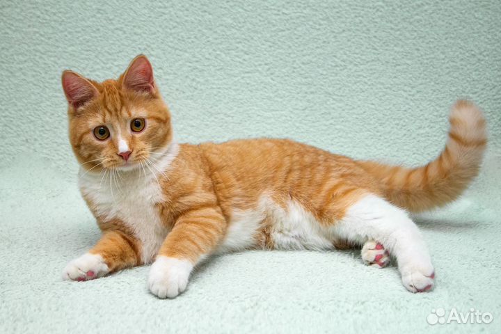 Котик-подросток Лёнечка