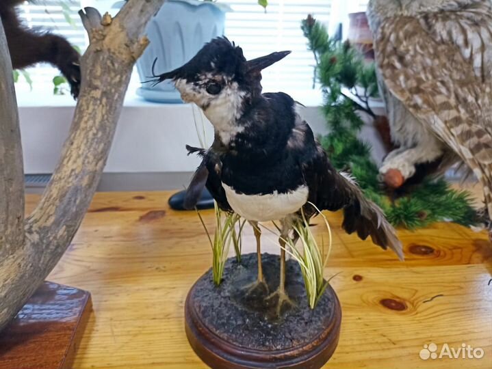 Коллекция чучел птиц