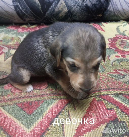 Щенки русской пегой гончей