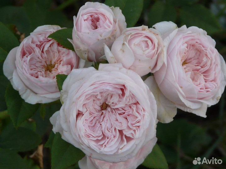 Розы Дэвида Остина питомник