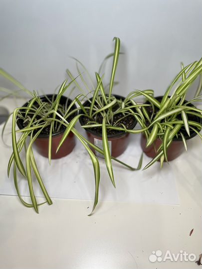 Хлорофитум