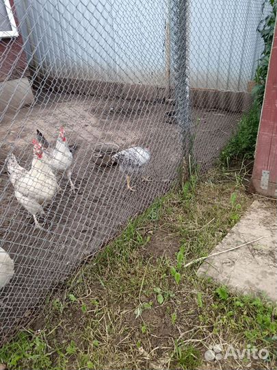 Молодой Петушок