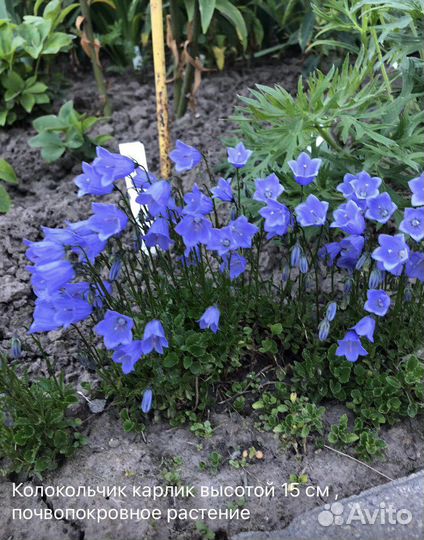 Цветы, для сада, без пересылки, из рук