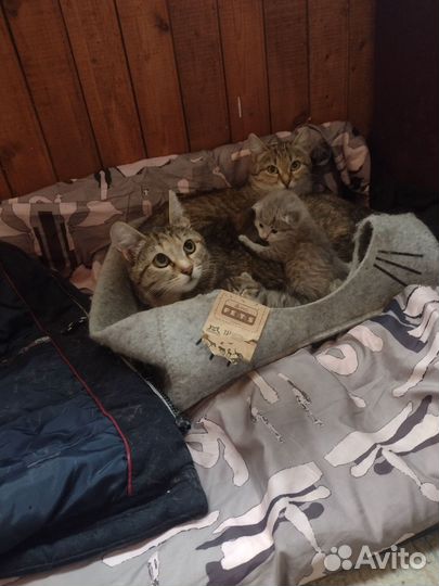 Котенок 1 мес, девочка