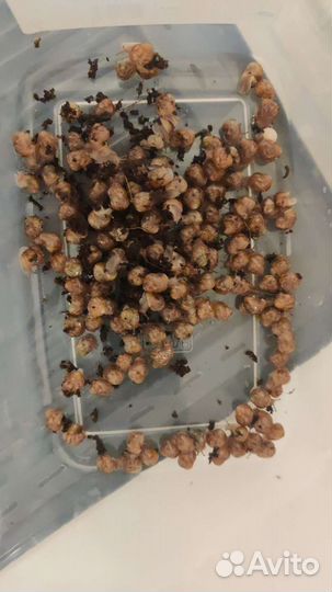 Ахатина малыши