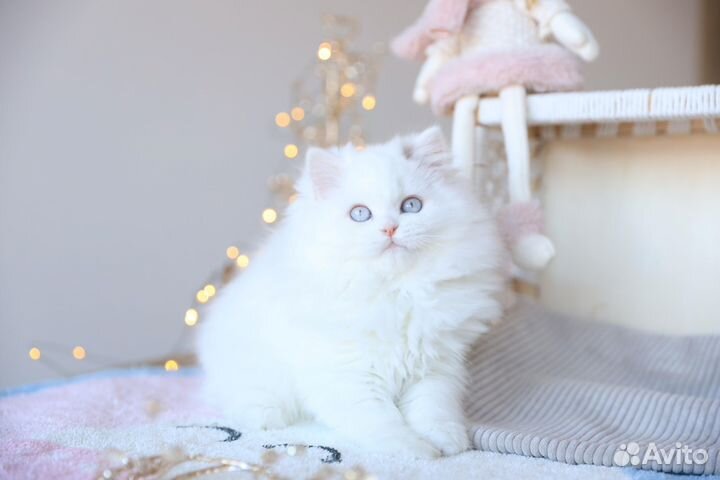 Лучший комочек счастья