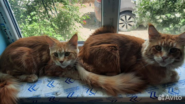 Котята мейн-кун