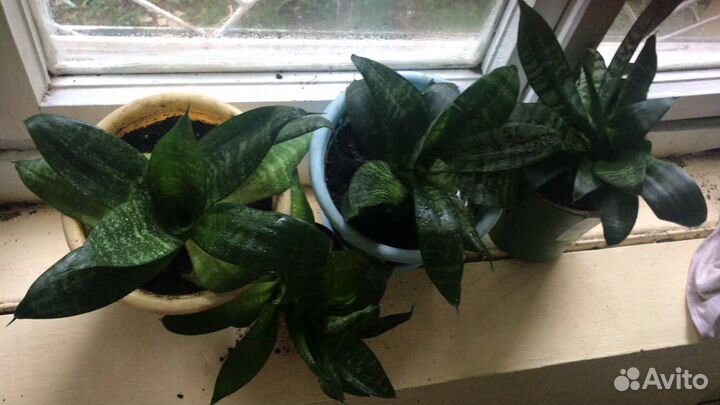 Сансевиерия ханни