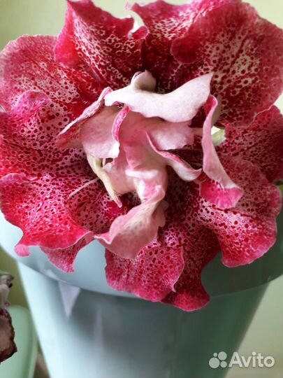 Глоксиния-крупные детки