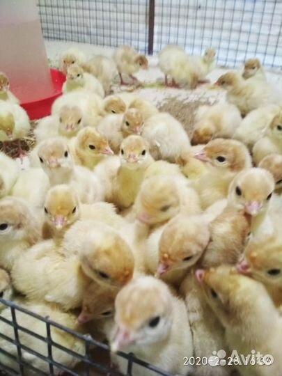 Индюшата суточные