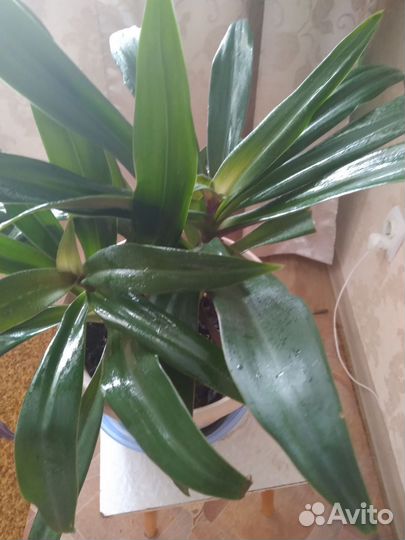 Комнатные цветы