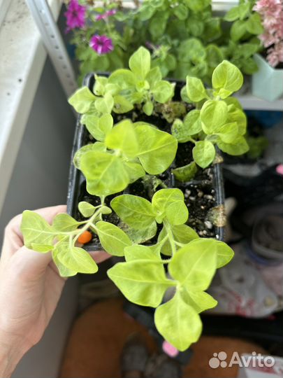 Петунья рассада в кассетах