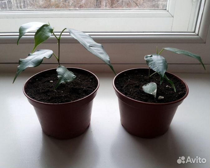 Фикус Бенджамина