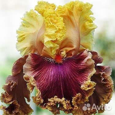 Саженцы ириса