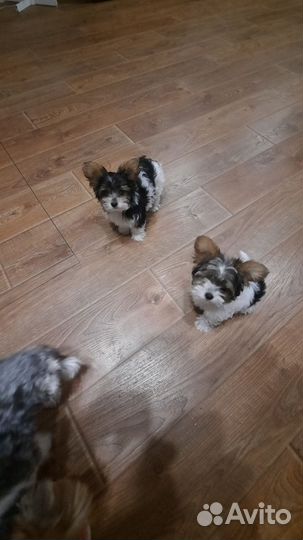 Бивер Йорк девочка