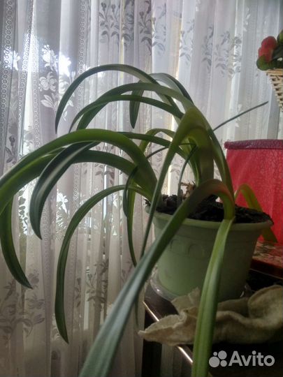 Комнатные цветы