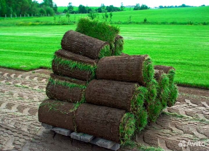 Теневыносливый рулонный газон. Укладка с гарантией