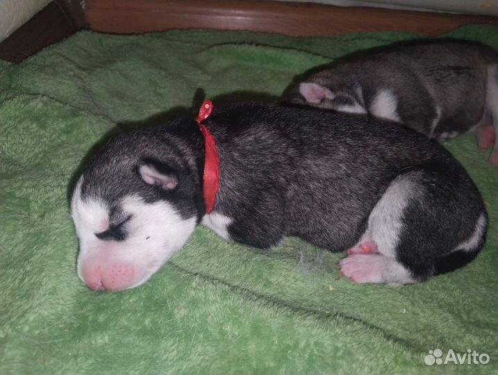 Щенки хаски