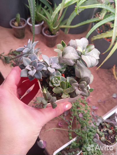 Суккуленты садик