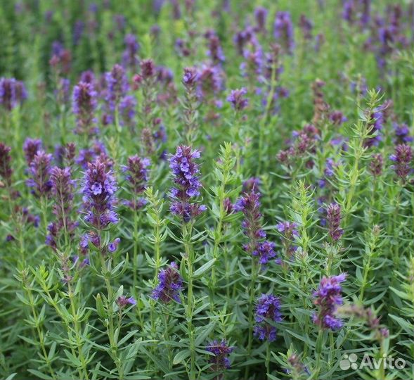 Иссоп, редкие сорта, семена
