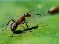 Муравьи жнецы для муравьиной фермы