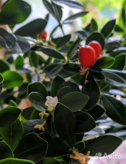 Аликсия самшитолистная (Alyxia buxifolia), сеянцы