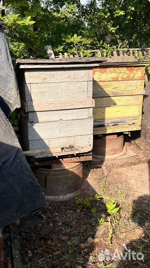 Продам пчел без улья