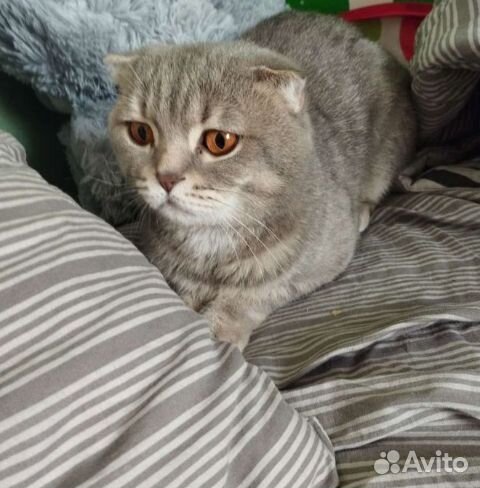 Вязка Шотландский вислоухий