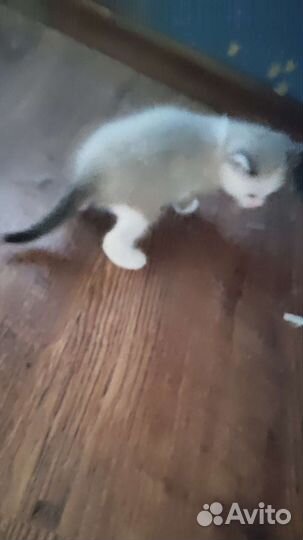 Кошка в дар бесплатно