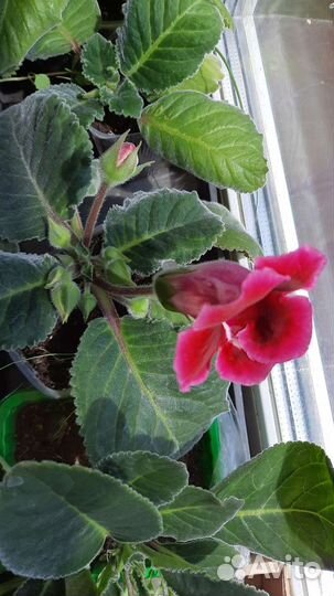 Глоксиния махровая