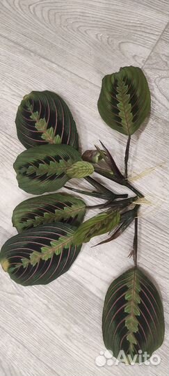 Маранта триколор