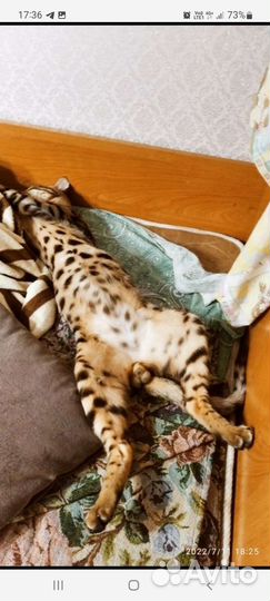 Бенгальский кот вязка