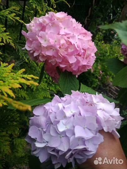Гортензия Бесконечное лето