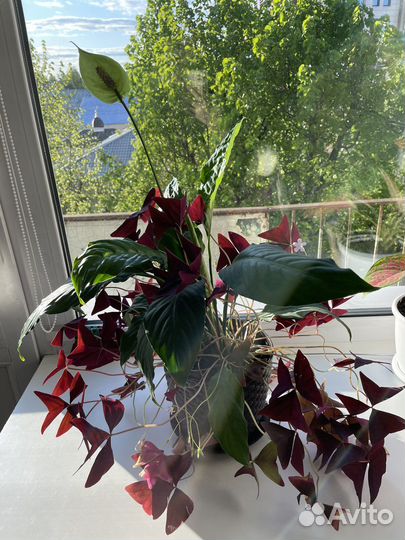 Спатифиллум женское счастье