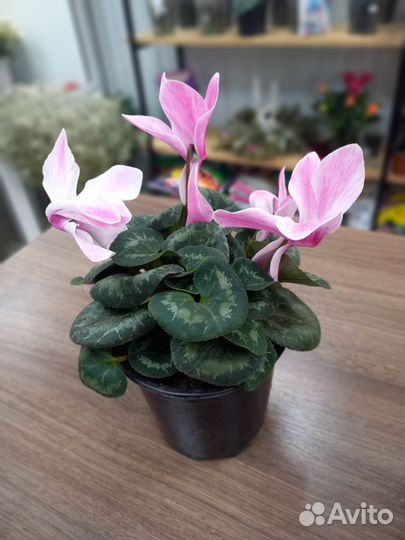 Цикламен