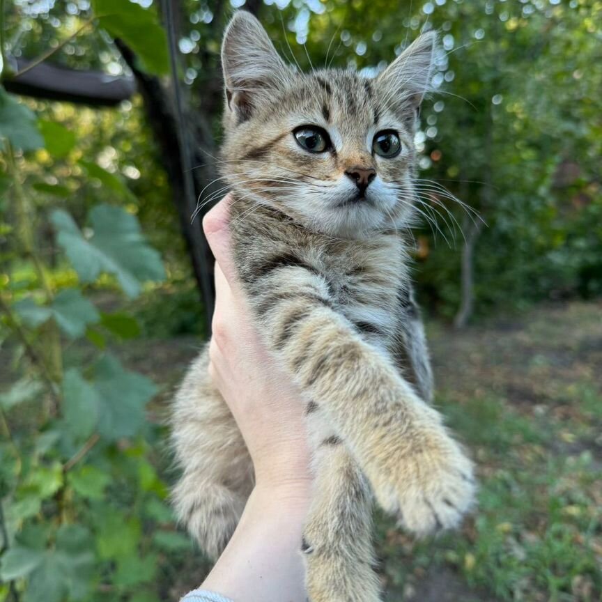 Котенок и кошка в добрые руки