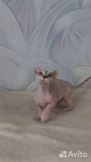 Канадский сфинкс