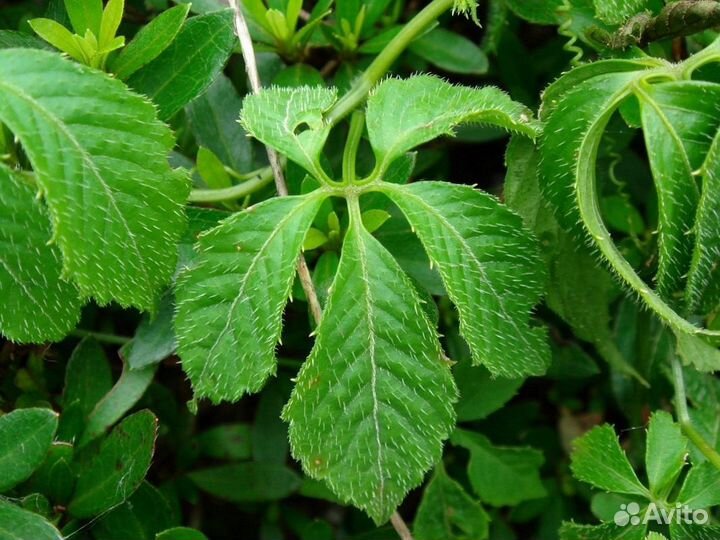 Джинура, Гиностема, Готу Кола,Рассада