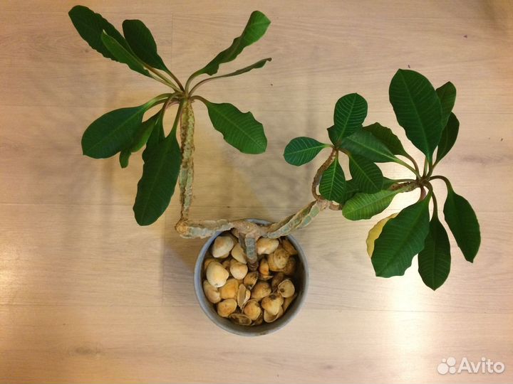 Молочай беложильчатый Юкка