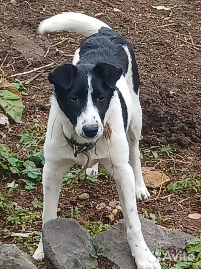 В добрые ручки