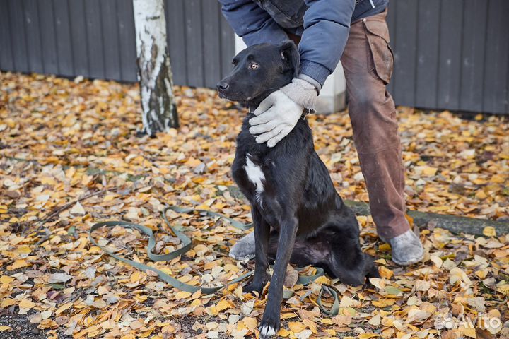 В добрые руки красивая собака Дуся