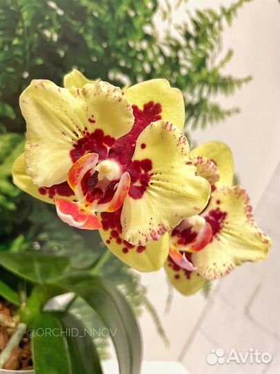 Орхидея фаленопсис PF- 5018