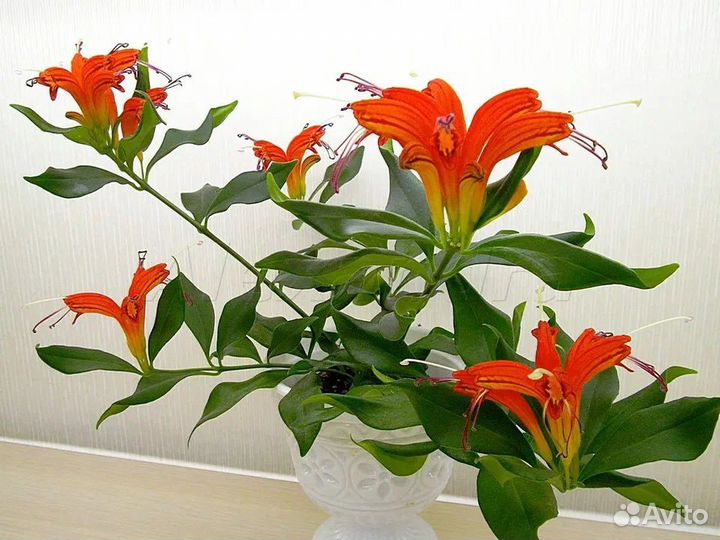 Эсхинантус Жар-Птица